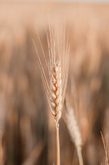 one beautiful yellow spikelet stands out in a field among a field of yellow wheat