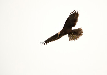 Marsh harrier in flight looking down for prey, Bahrain