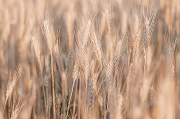 one beautiful yellow spikelet stands out in a field among a field of yellow wheat