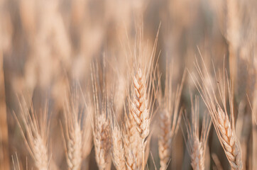 one beautiful yellow spikelet stands out in a field among a field of yellow wheat
