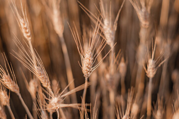 one beautiful yellow spikelet stands out in a field among a field of yellow wheat