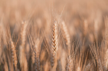 one beautiful yellow spikelet stands out in a field among a field of yellow wheat