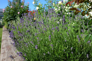 Purple lavender in the summer garden