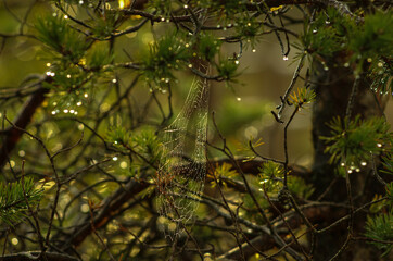 Spider web in the middle of the forest on a green meadow