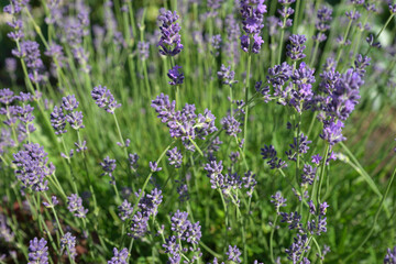 Purple lavender in the summer garden