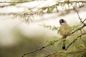 Grey Hypocolius perched on a tree during rain, Bahrain