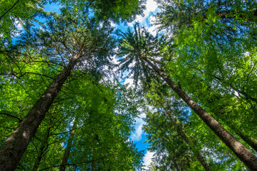 Fototapeta premium Wide-angle canopy shot in a beautiful green forest