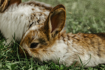 A group of domestic rabbits sitting on straw in a hutch.Little rabbits with mum eating grass.Newborn animals and parents.Funny adorable baby rabbits asking for food.Cute bunny close up.