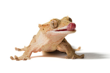 Crested gecko licking its nose isolated on a white background - obrazy, fototapety, plakaty