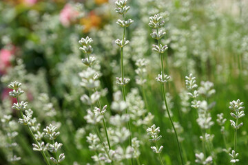 White lavender in the summer garden