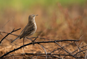 Closeup of a Water pipit, Bahrain