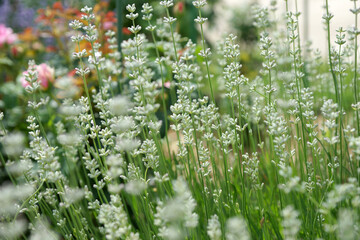 White lavender in the summer garden