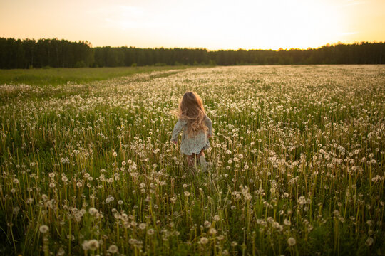 A girl with long hair is running through a field of dandelions. Image with selective focus.