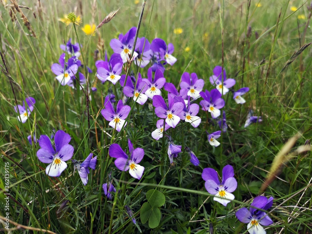 Wall mural Purple mountain pansy flowers in the grass . Viola lutea  Huds. 