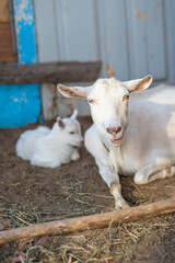 Obraz premium White mother goat lies at the barn with the cub.