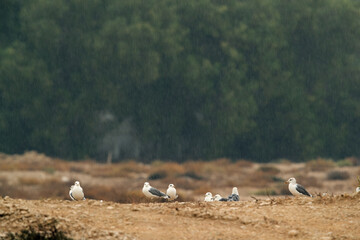 Heuglins gulls in rain at Hamala, Bahrain
