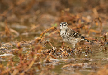 Water pipit on the wet ground, Bahrain