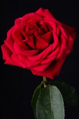 Fototapeta na wymiar Beautiful and delicate red roses with black background