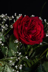 Beautiful and delicate red roses with black background