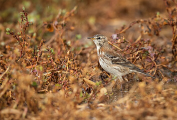 Water pipit in the mid of colourful grasses, Bahrain