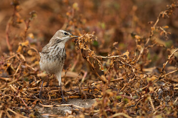 Water pipit in the grasses, Bahrain