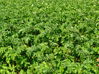 Obraz premium potato, cultivation in a garden