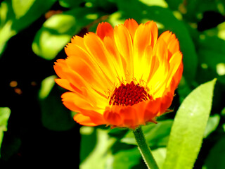 common marigold in a garden