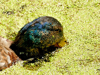 diving mallard hen in a pond in Germany