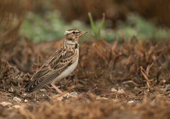 Bimaculated Lark, Bahrain