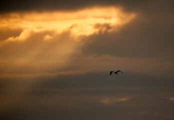 Fototapeta na wymiar Western reef heron flying and light rays from the cloud at Aker, Bahrain