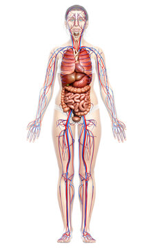 3d rendered medically accurate illustration of the female circulatory  system and internal organs