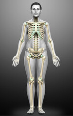 3d rendered, medically accurate illustration of a female skeleton system