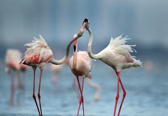 Greater Flamingos fight, Bahrain