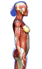 3d rendered medically accurate illustration of a female muscle system