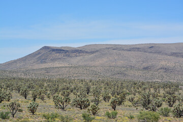 Joshua Tree Cactus in the Sonoran Desert, Arizona, USA