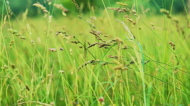 Fresh green grass close-up. Field of grass in perspective. Summer green nature concept. The rays of the sun break through the green grass. Depth of field. Soft focus. Ultra hd 4k