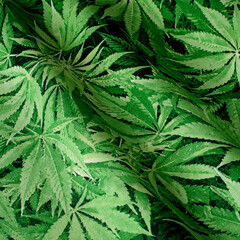 Cannabis. Fabric with natural texture, Cloth backdrop. Drawing ornament on the fabric of marijuana.