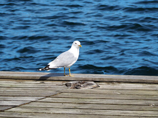 White and grey seagull on a wooden pier