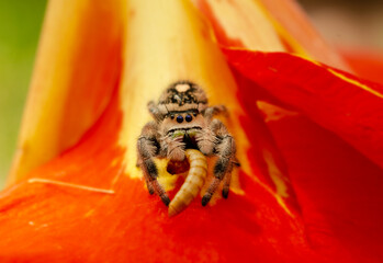 the spider is eating a caterpillar