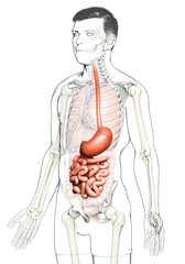 3d rendered, medically accurate illustration of a male stomach and small intestine
