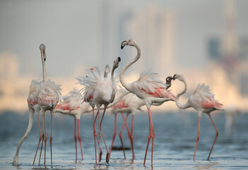 Greater Flamingos fight while feeding, Bahrain