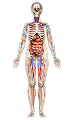 3d rendered medically accurate illustration of female Internal organs, skeleton and circulatory system