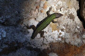 Eidechse, Echse, Reptil