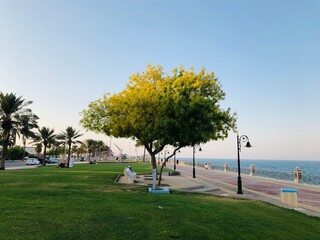 Neem tree in the park- neem protects environment 