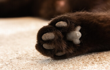 Close-up cat's paw pad of dark color