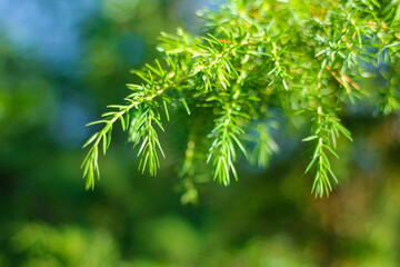 juniper in the forest. Green background. Background in forest style. Ecological. Natural and organic