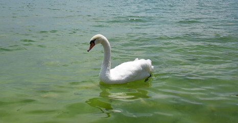 White Swan in Ohrid lake