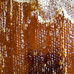 Drop of bee honey drip from hexagonal honeycombs filled with golden nectar.