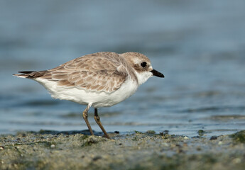 Kentish Plover at Eker, Bahrain