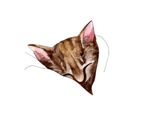 Watercolor hand drawn illustration of a sleeping tabby kitten. Isolated on a white background